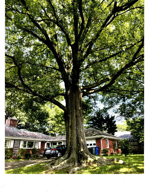 2411 N Monroe St Specimen Tree.png