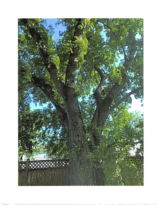 5524 4th St N Specimen Tree.png
