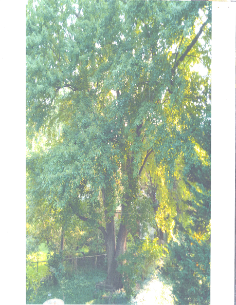 6110 35th St S Specimen Tree.png