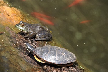 Painted Turtle and Bullfrog Long Branch Pond