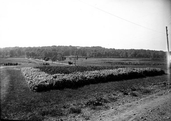 View of the Arlington Experiment Farm 1907