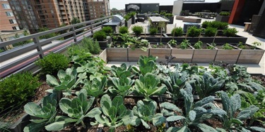 Green Roof - 10 @ Clarenedon