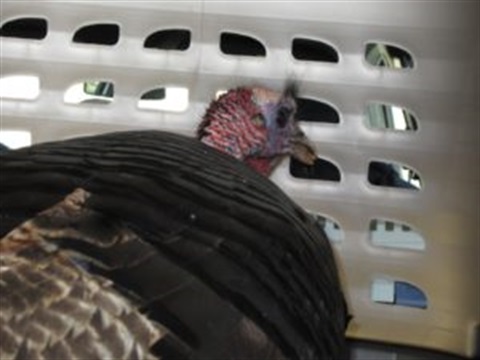 turkey