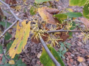 Picture of Witch Hazel in Bloom