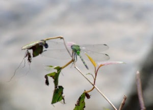 Great Pondhawk
