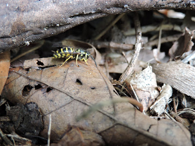 A Yellowjacket worker searches the forest floor for a meal for her and her nest mates