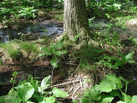 Acidic Seepage Swamp at Barcroft Park