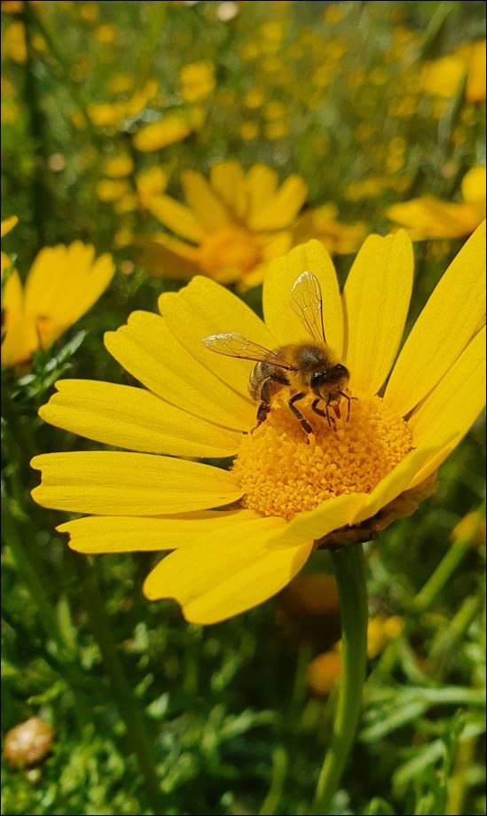 bee.jpg