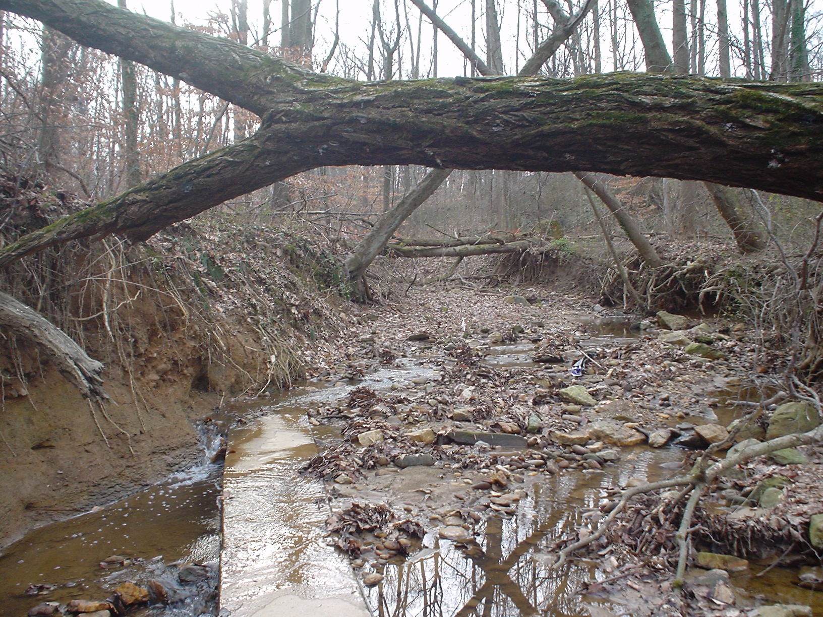 Donaldson Run Tributary A project before restoration.