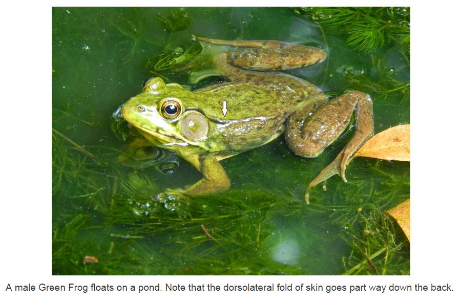 Male Bullfrog floating on a pond