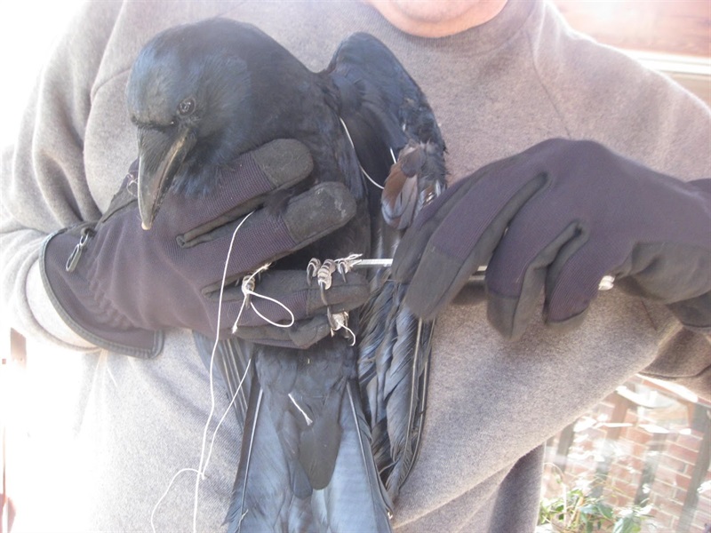 crow tangled in a line