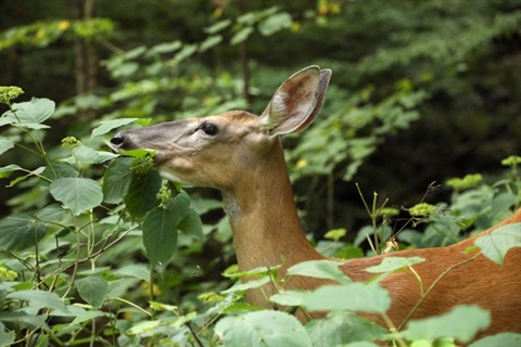 deer eating plants.jpg