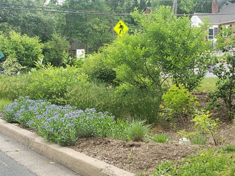 managed landscape.jpg