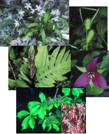 Picture of Groundcovers