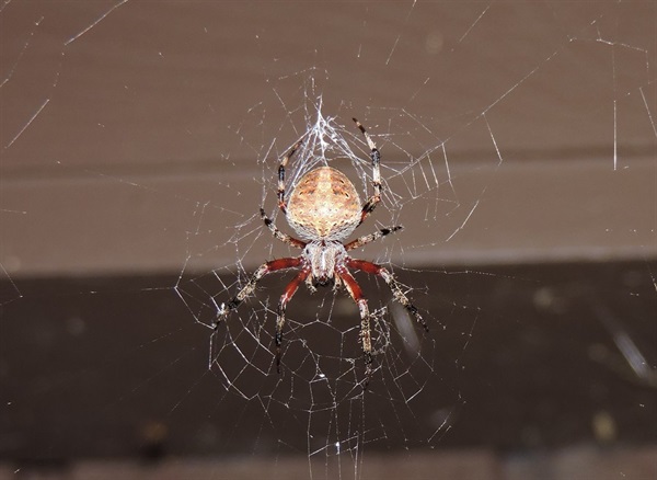 A look at a Spotted Orbweaver, Neoscona crucifera.