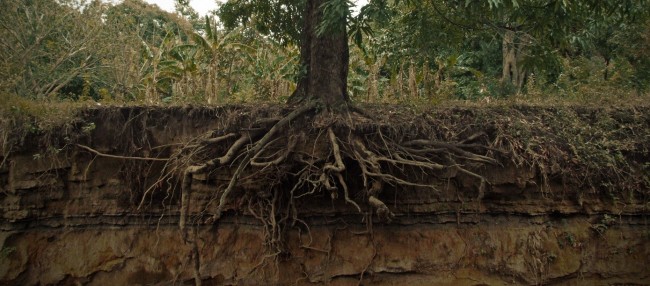 Picture of Tree Roots and soil. 