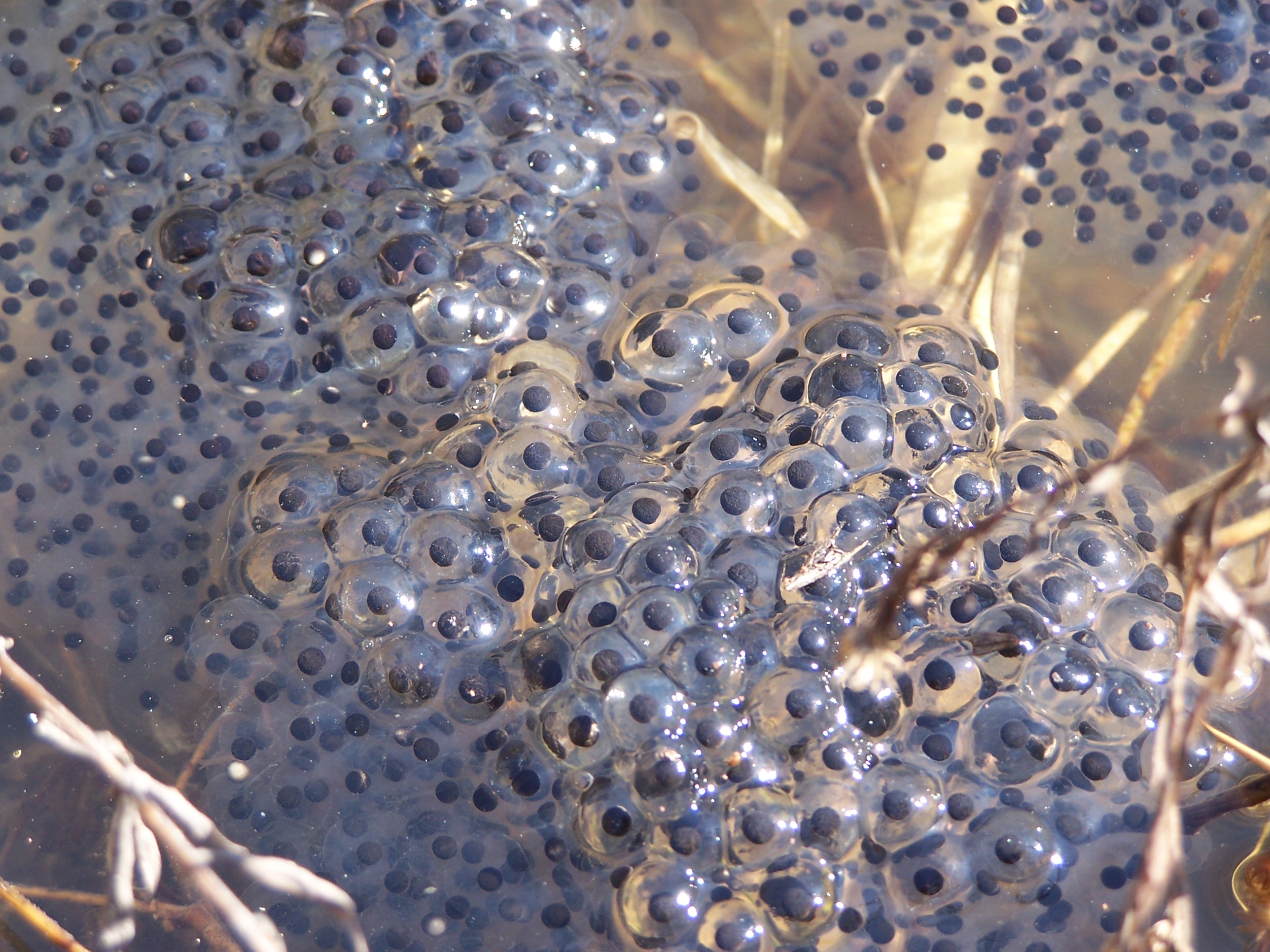 Wood Frog eggs