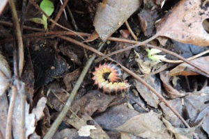 Xystodesmid Apheloria virginiensis