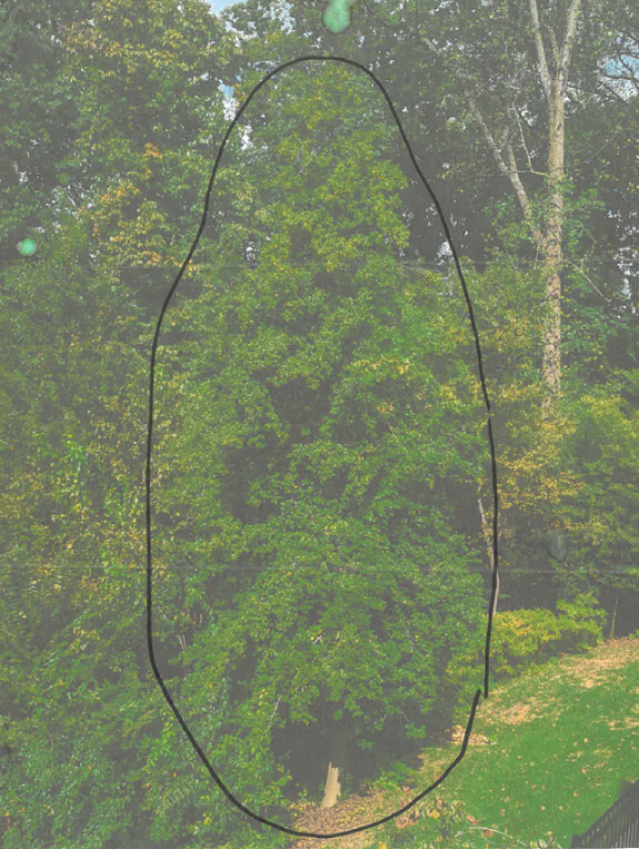 2260-N-Upton-St-Specimen-Tree.png