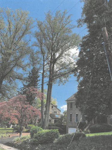 4208-Lorcom-Ln-Specimen-Tree.png