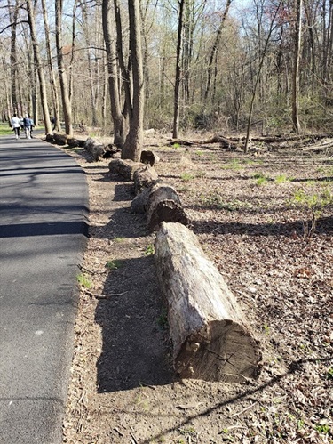 Reuse of wood and snag