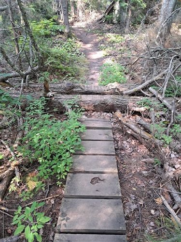 Reuse of wood and snag