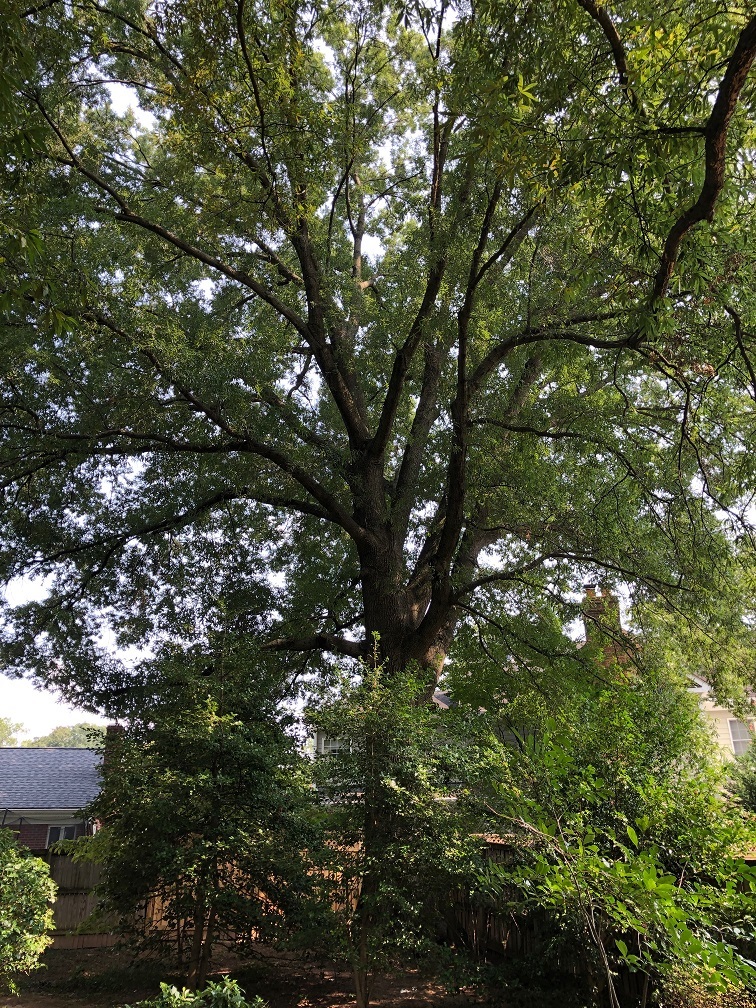 Willow-Oak-showing-trunk-limbs-8-14-24.jpg