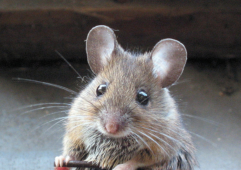 House Mouse