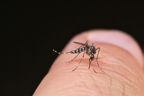 Mosquito biting a person