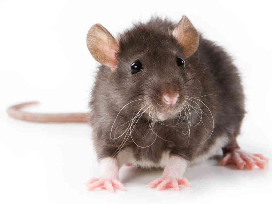 Rat