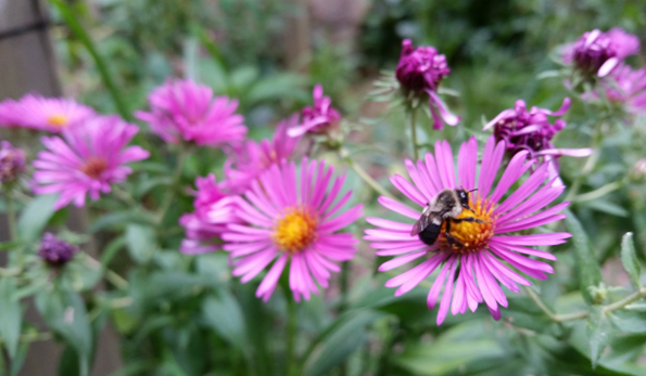 Bee on pink flower