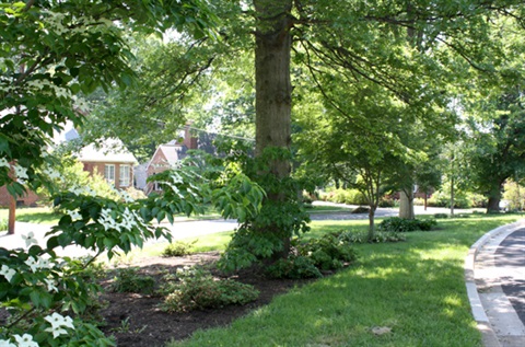 Trees at 21st St N & N Potomac St Park