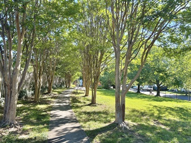 Nelly Custis Park