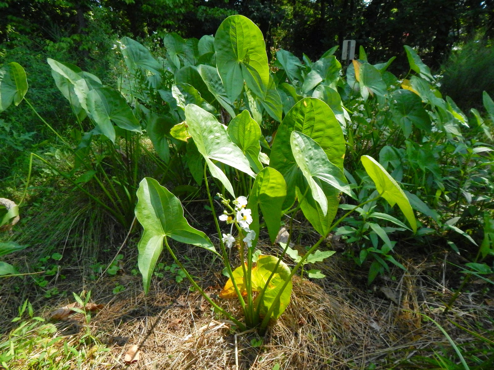 Arrowhead Braodlvd Sagitaria.JPG