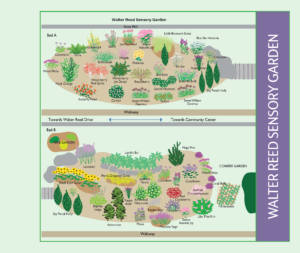 Walter Reed Sensory Garden Brochure UPDATED APRIL 2020
