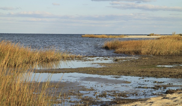 Chesapeake Bay Marsh