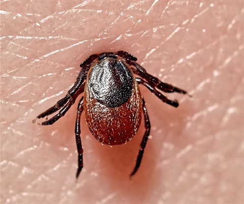 Black-Legged-Tick.jpg