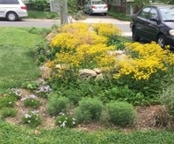 Conservation landscape area showing plants and yellow flowers